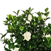 United óvoda élő Aimee Gardenia Standard kültéri fehér virágos növény magas a Terracotta Bayside dekorációs edényben