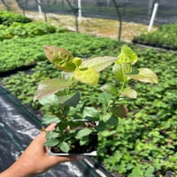 Legacy áfonya növények egy 3,5 edényben --- Organiálisan termesztett --- készen áll az ültetésre