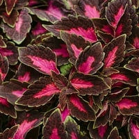 Jobb otthonok és kert 5 Multi -Color Part Sun 1.5pint Coleus élő növényi edény