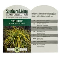 Grass Care Everillo élő cserje
