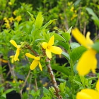 Gal. Forsythia Lynwood arany cserje - Sárga virágok - Gyors növekedés